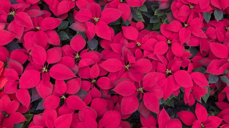 Poinsettia pot plant